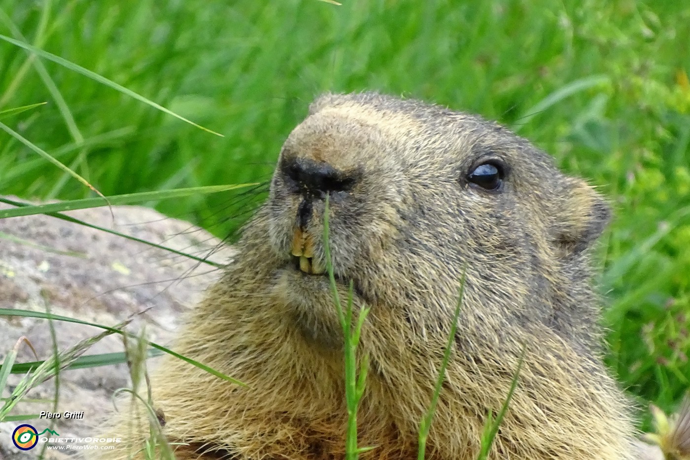 98 La marmotta scruta dalla porta di casa.JPG